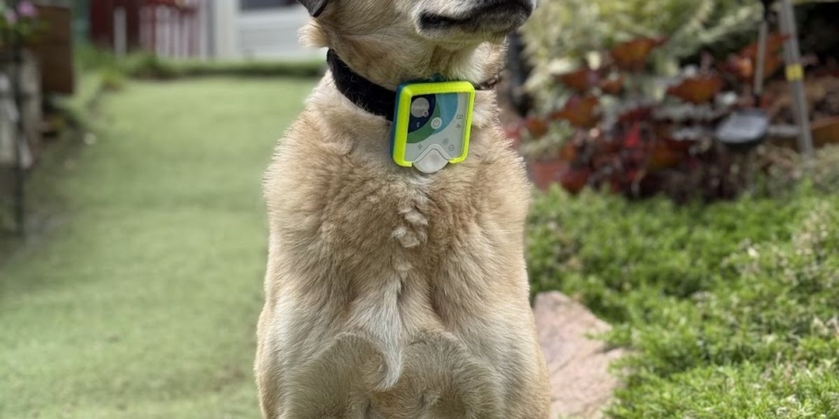 Wann lohnt sich ein Chakren-Kompass für deinen Hund?