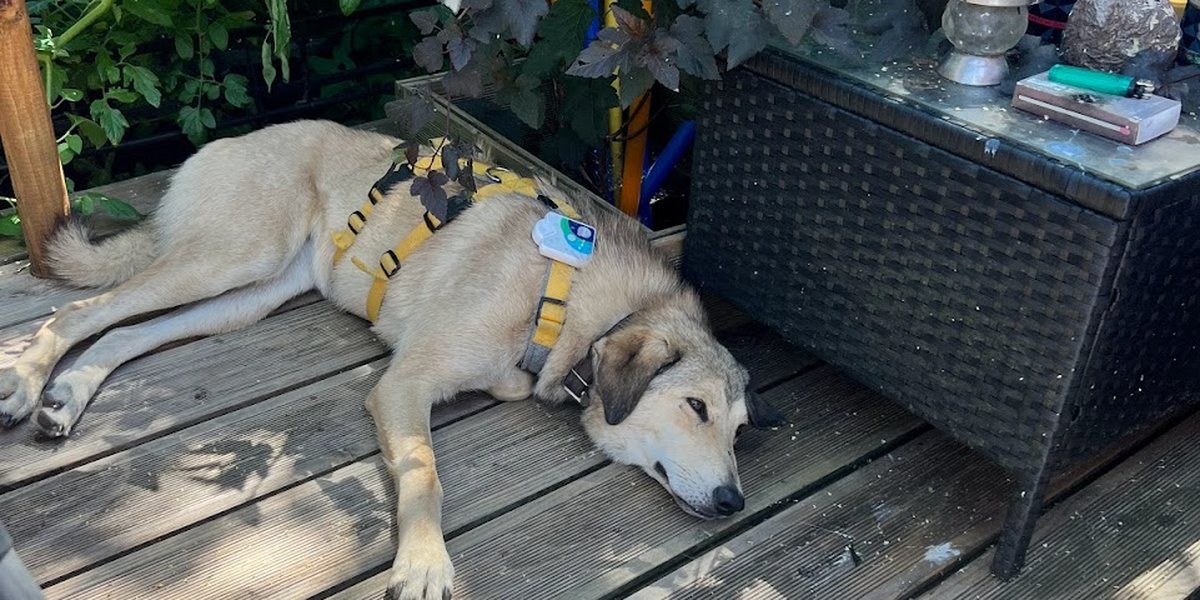 Erstverschlimmerung beim Hund? Es wird schlimmer statt besser, und jetzt