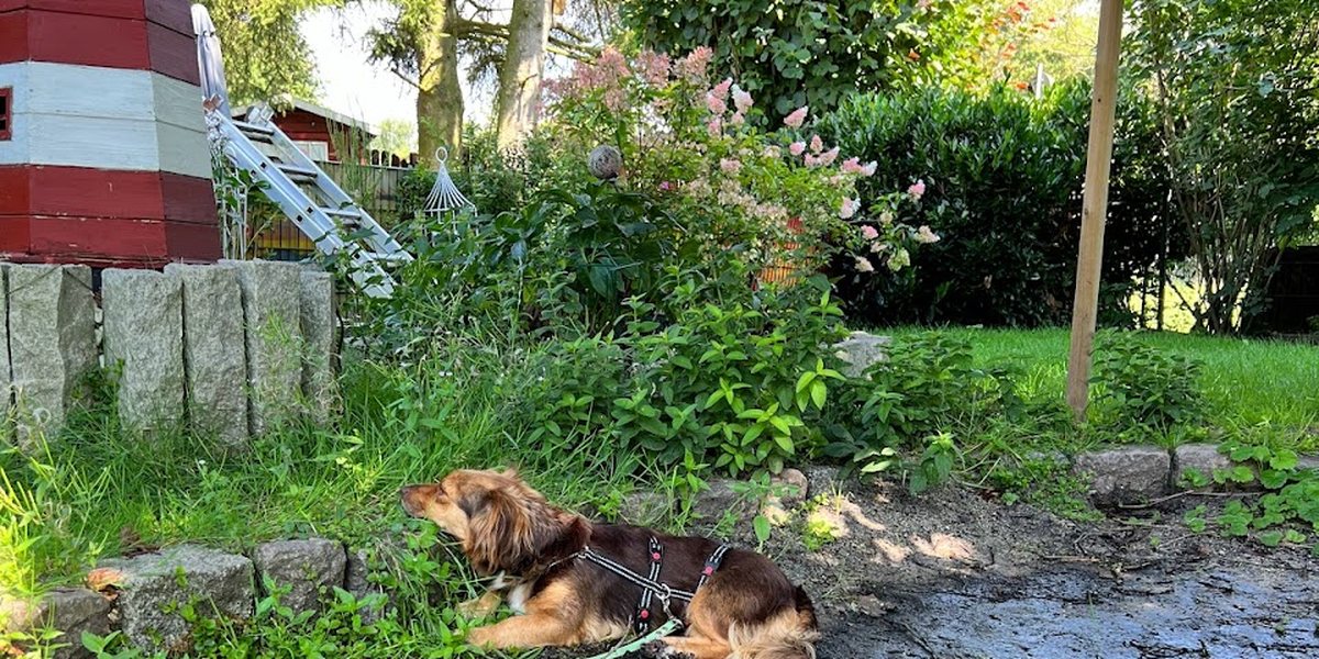 Warum blindes Futterwechseln deinem Hund den Darm nicht in Ordnung bringt