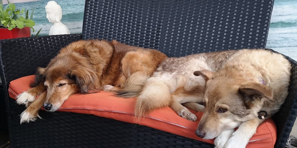 „Na ja, sie ist alt“: Mein Webinar für deinen alten Hund
