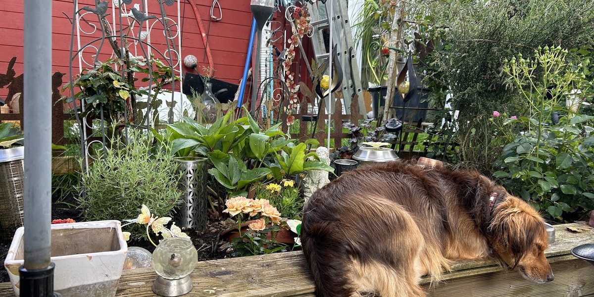 Giardien beim Hund: Warum die dritte Kur oft nichts bringt
