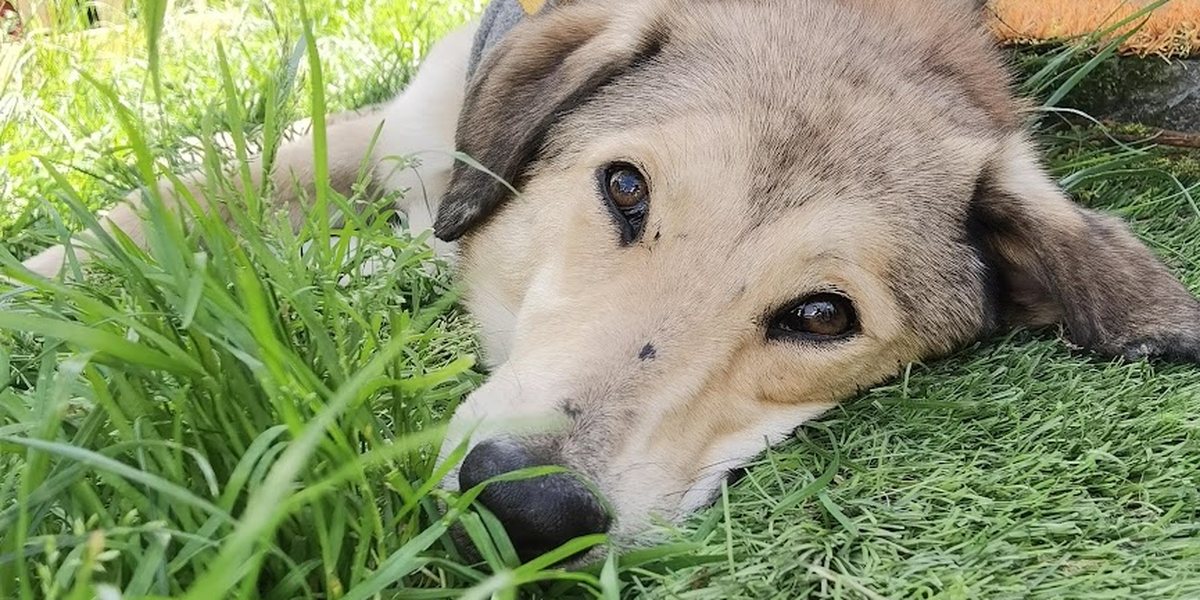 Dein Hund zeigt dir seinen Darmstress. Nur nicht immer über Durchfall.