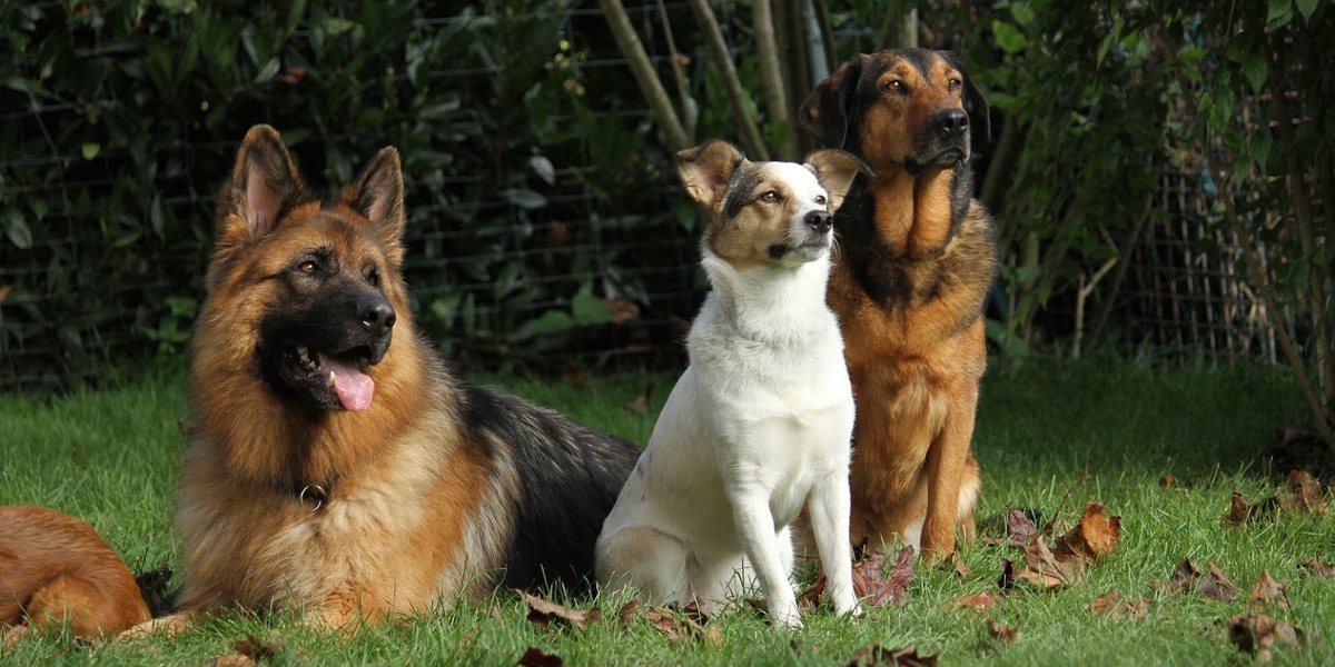 Wann eine Intensivbegleitung für deinen Hund sinnvoll ist