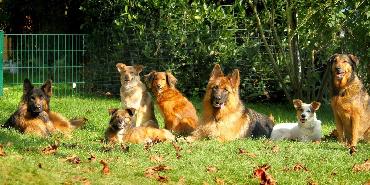 Dein Hund nimmt plötzlich keine Leckerlis mehr? Vielleicht ist das Leckerli gar nicht das Problem.