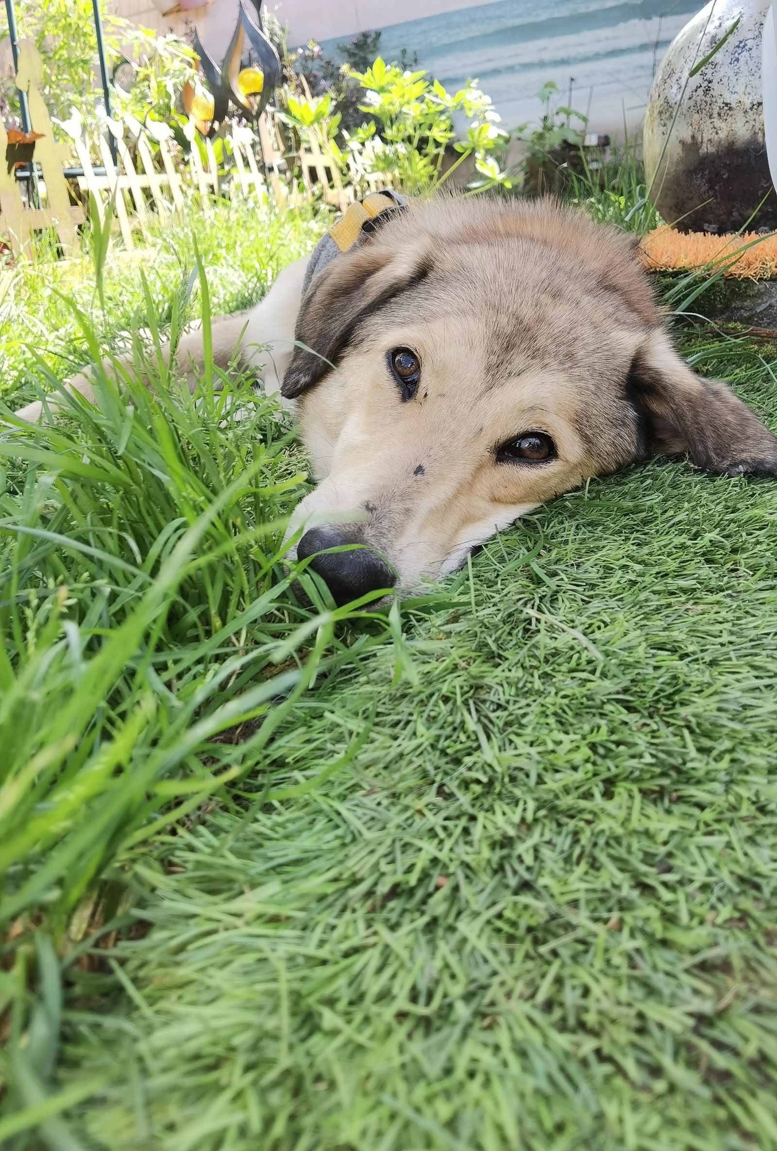 Angst beim Hund erkennen: Warum ein stiller Hund nicht automatisch entspannt ist