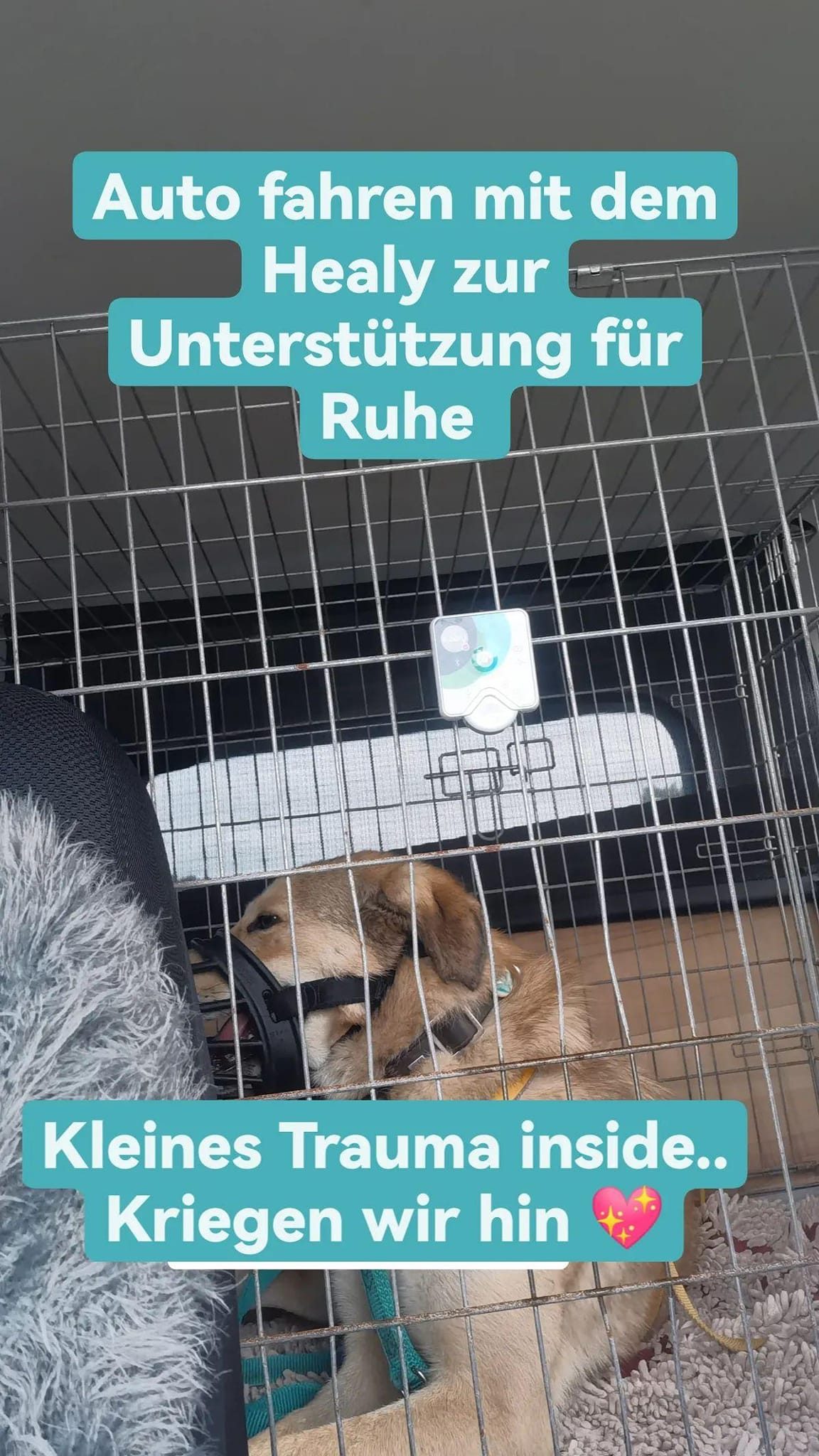 Geräuschtraining beim Hund: Warum „einfach lauter machen“ keine gute Idee ist