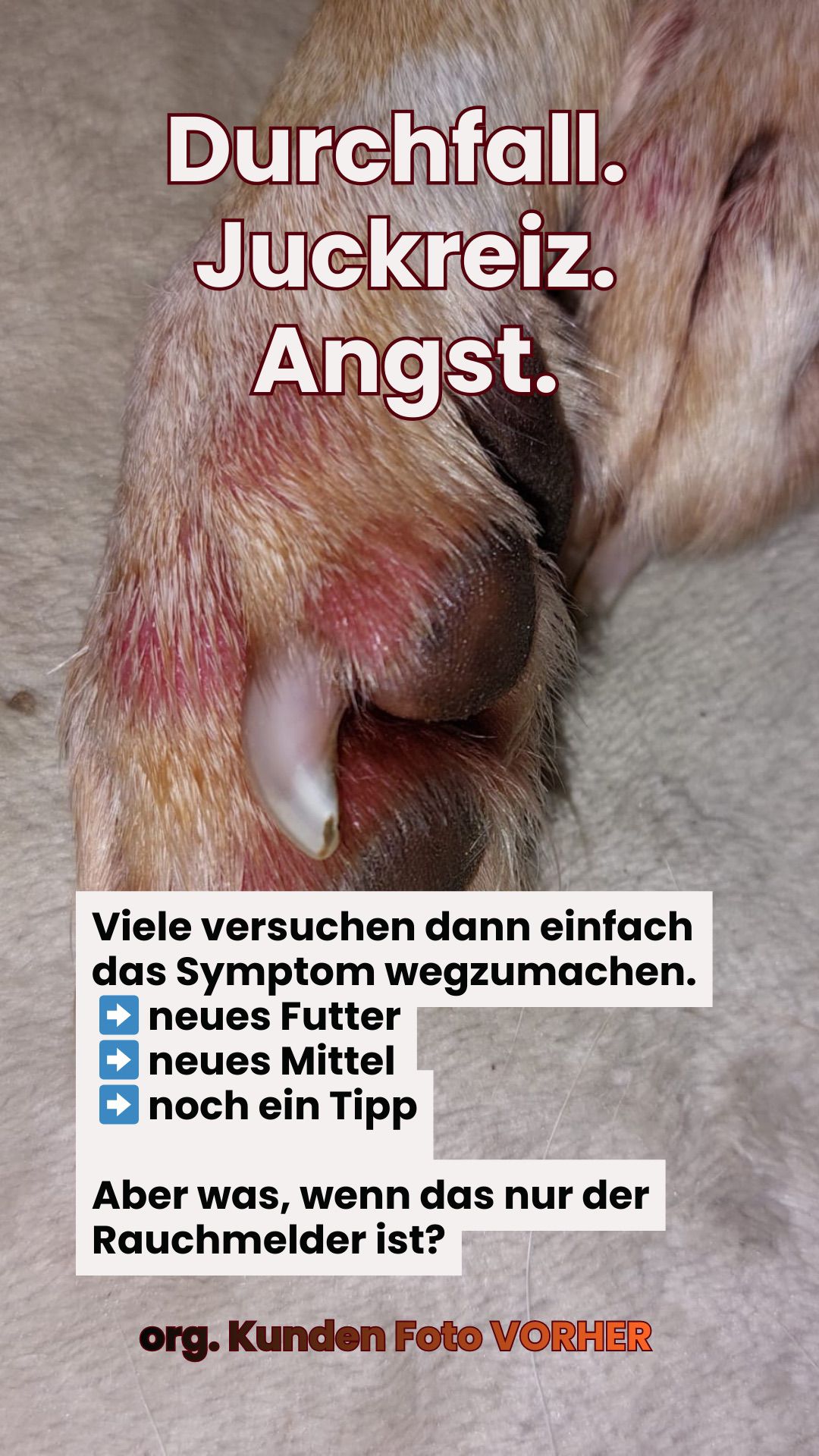 Wunde Pfote beim Hund — typisches Allergie-Symptom